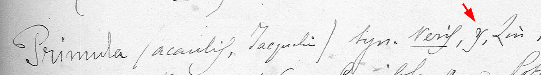 nomenclatura della Primula acaulis